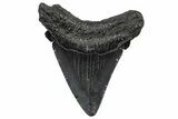 Juvenile Megalodon Tooth - South Carolina #362462-1